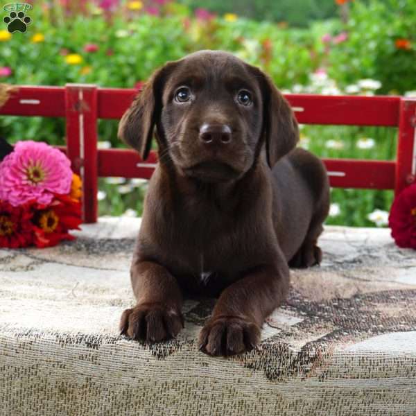 Simon, Chocolate Labrador Retriever Puppy