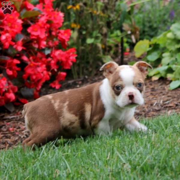 Chris, Boston Terrier Puppy