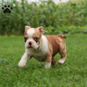 Chris, Boston Terrier Puppy