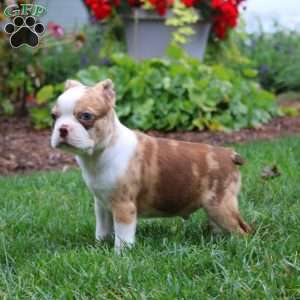 Chris, Boston Terrier Puppy
