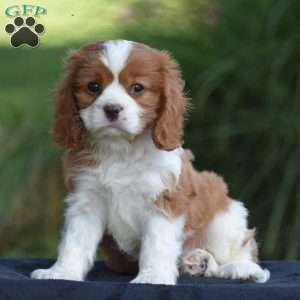 Chuck, Cavalier King Charles Spaniel Puppy
