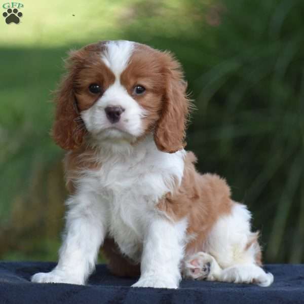 Chuck, Cavalier King Charles Spaniel Puppy