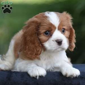 Chuck, Cavalier King Charles Spaniel Puppy