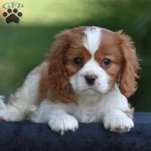 Chuck, Cavalier King Charles Spaniel Puppy