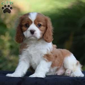 Chuck, Cavalier King Charles Spaniel Puppy