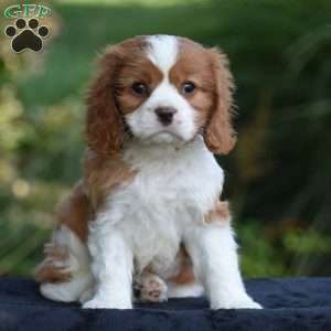 Chuck, Cavalier King Charles Spaniel Puppy