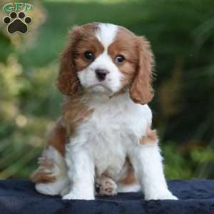 Chuck, Cavalier King Charles Spaniel Puppy