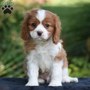 Chuck, Cavalier King Charles Spaniel Puppy