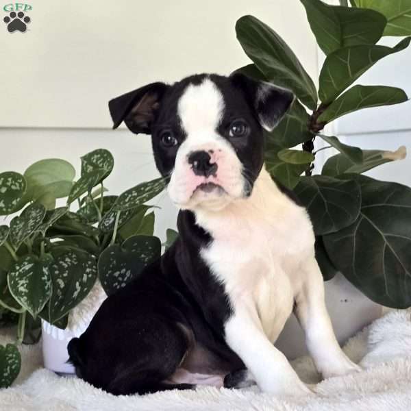 Chuck, Boston Terrier Puppy