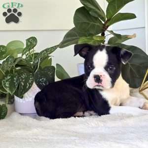 Chuck, Boston Terrier Puppy