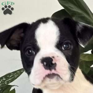 Chuck, Boston Terrier Puppy
