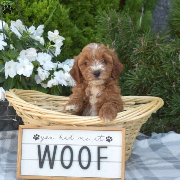 Cider, Cavapoo Puppy