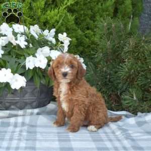Cider, Cavapoo Puppy