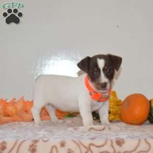 Cider, Jack Russell Terrier Puppy