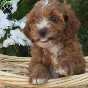 Cider, Cavapoo Puppy