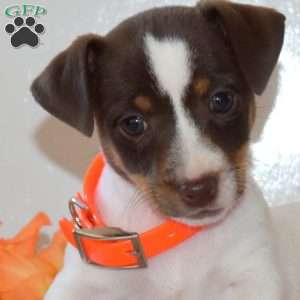 Cider, Jack Russell Terrier Puppy