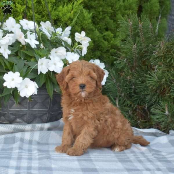 Cinnamon, Cavapoo Puppy