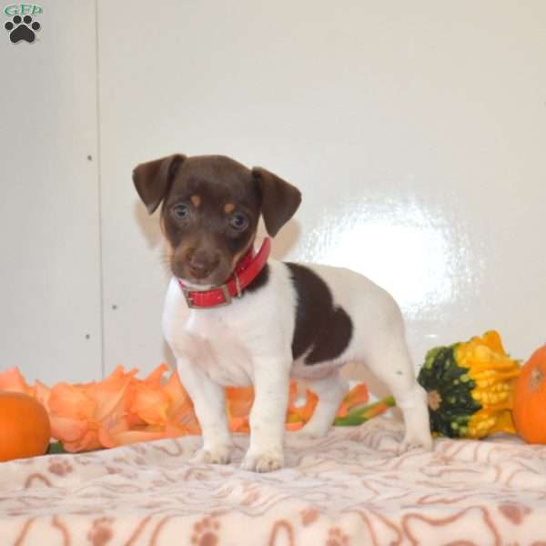 Cinnamon, Jack Russell Terrier Puppy