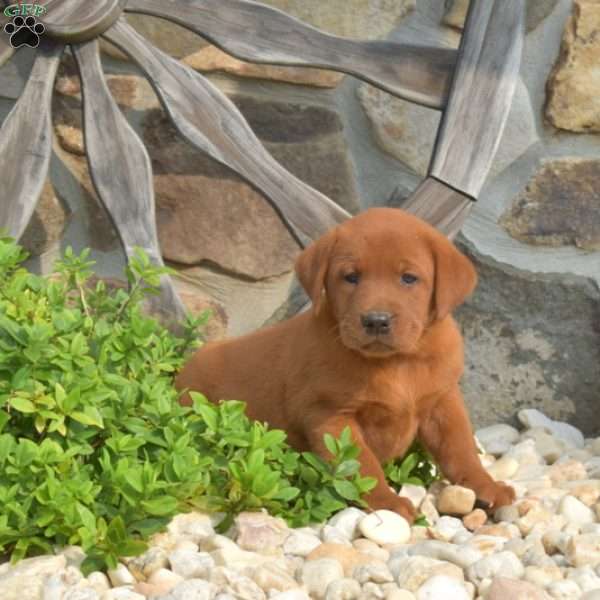 Cinnamon, Fox Red Labrador Retriever Puppy