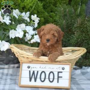 Cinnamon, Cavapoo Puppy