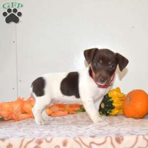Cinnamon, Jack Russell Terrier Puppy
