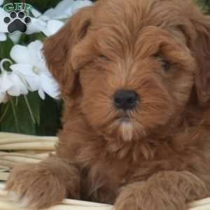 Cinnamon, Cavapoo Puppy