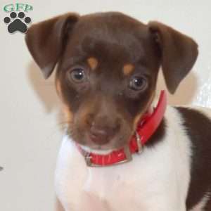 Cinnamon, Jack Russell Terrier Puppy