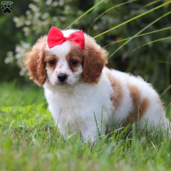 Claire, Cavapoo Puppy