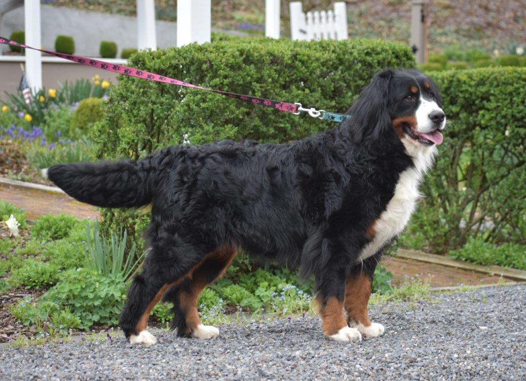 Adina - Rottweiler Mix Puppy For Sale in Pennsylvania
