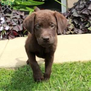 Clara, Chocolate Labrador Retriever Puppy