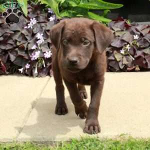 Clara, Chocolate Labrador Retriever Puppy
