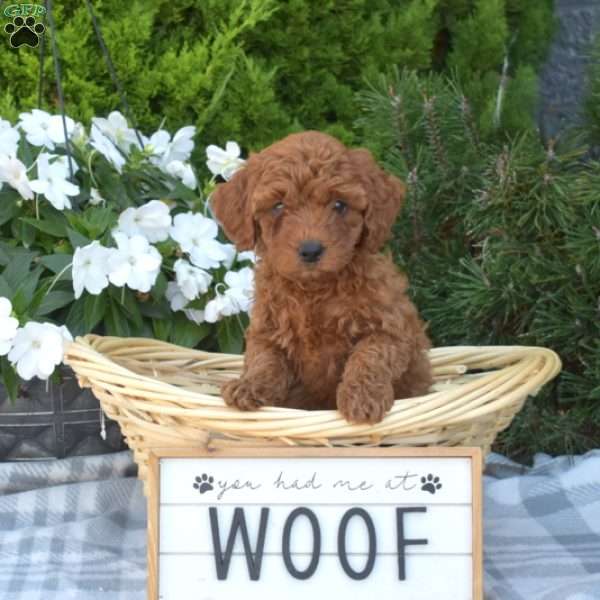Clementine, Cavapoo Puppy
