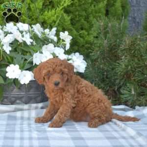 Clementine, Cavapoo Puppy