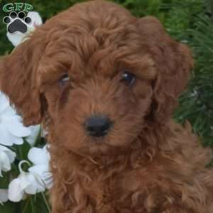 Clementine, Cavapoo Puppy