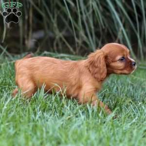 Cleo, Cavalier King Charles Spaniel Puppy
