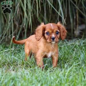 Cleo, Cavalier King Charles Spaniel Puppy