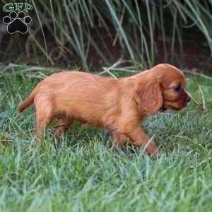 Cleo, Cavalier King Charles Spaniel Puppy