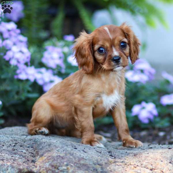 Cleo, Cavalier King Charles Spaniel Puppy