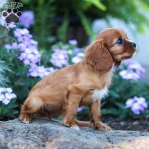 Cleo, Cavalier King Charles Spaniel Puppy