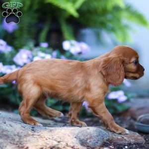 Cleo, Cavalier King Charles Spaniel Puppy