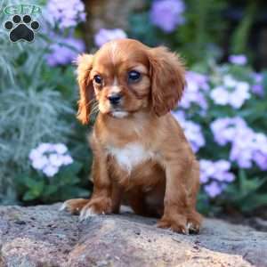 Cleo, Cavalier King Charles Spaniel Puppy