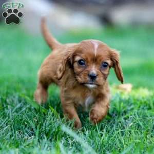 Cleo, Cavalier King Charles Spaniel Puppy