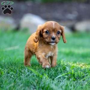 Cleo, Cavalier King Charles Spaniel Puppy