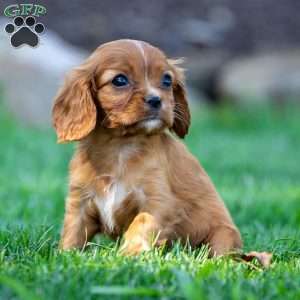 Cleo, Cavalier King Charles Spaniel Puppy