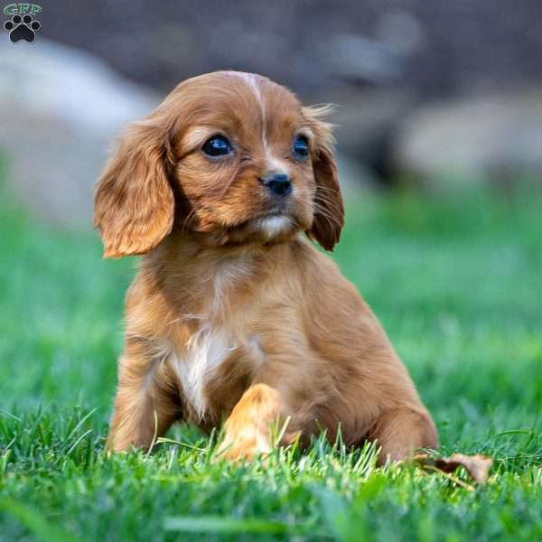 Cleo, Cavalier King Charles Spaniel Puppy