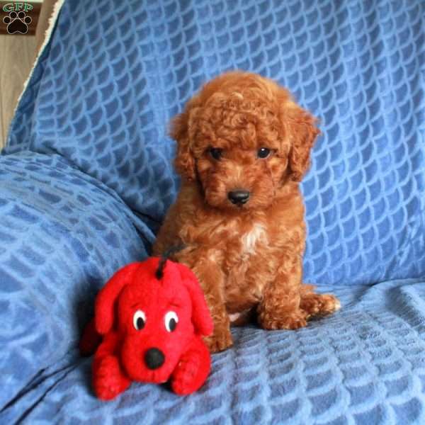 Cliff, Miniature Poodle Puppy