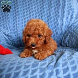 Cliff, Miniature Poodle Puppy