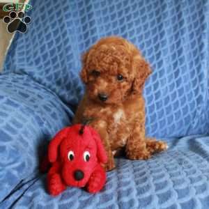 Cliff, Miniature Poodle Puppy