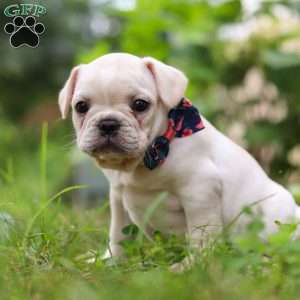 Clover, French Bulldog Puppy