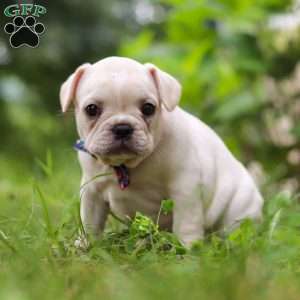 Clover, French Bulldog Puppy